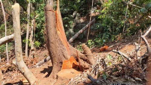 Vụ tàn phá rừng ở 'Đà Lạt 2': Lập chuyên án, xác định được băng nhóm phá rừng ảnh 3