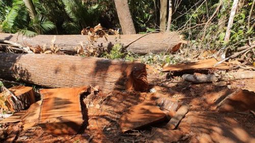 Vụ tàn phá rừng ở 'Đà Lạt 2': Lập chuyên án, xác định được băng nhóm phá rừng ảnh 2